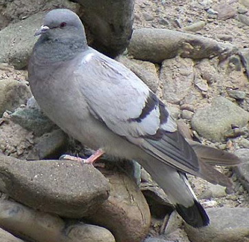 Porumbel
